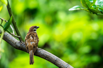 sparrow on the tree in the garden