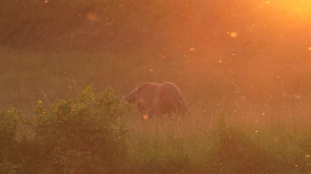 Several horses graze on a meadow. They eat grass. Trees and shrubs in the background. Panning,Closeup, 						