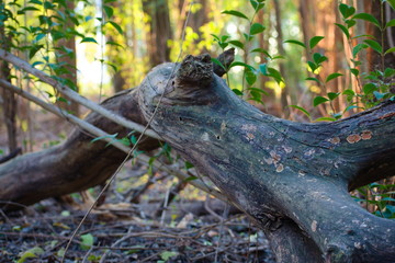 Blue branch