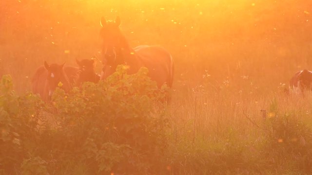 Several horses graze on a meadow. They eat grass. Trees and shrubs in the background. Panning,Closeup, 						