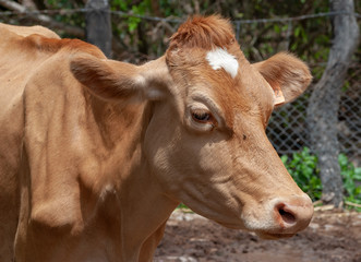 Obraz na płótnie Canvas Cow's head