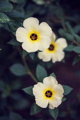 Dainty White & Yellow Flowers