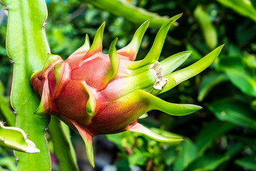 Small trees in the garden  