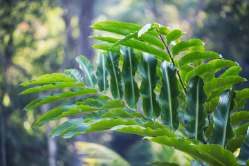 Jungle Plant