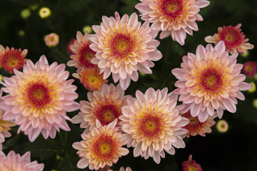 Beautiful chrysanthemum flower