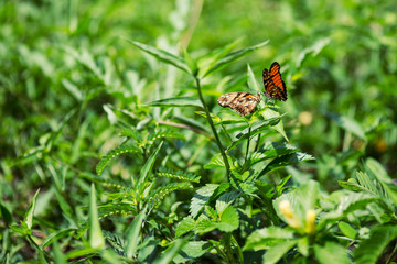 Fototapeta na wymiar Two Butterflies