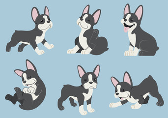 boston terrier dog set