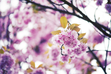 Fototapeta na wymiar Plum Blossoms 1