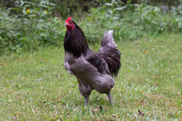 Brewster the Rooster