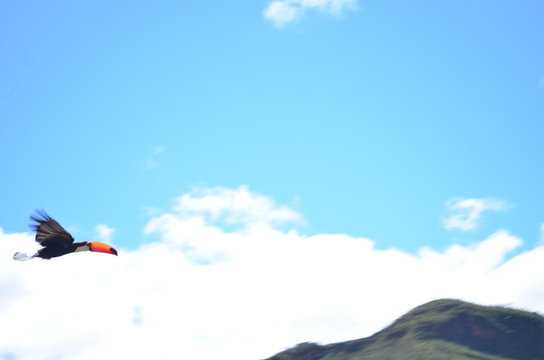 Tucano