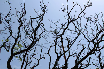 The branches of a tree in Galle