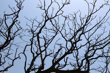 The branches of a tree in Galle