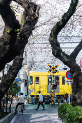 東京の春・西武新宿線