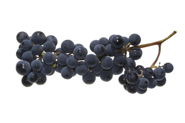 grapes isolated on white background