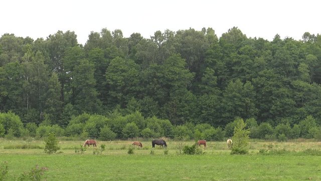 Several horses graze on a meadow. They eat grass. Trees and shrubs in the background. Panning,Closeup, 						