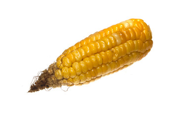 corn isolated on white background