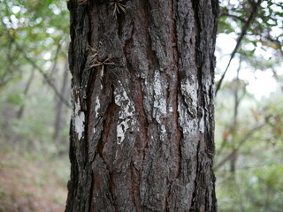 하얀 페인트가 칠하고 지나간 소나무