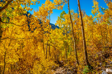 Beautiful Fall Hike in Aspens in Grand Lake, Colorado