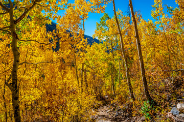 Beautiful Fall Hike in Aspens in Grand Lake, Colorado