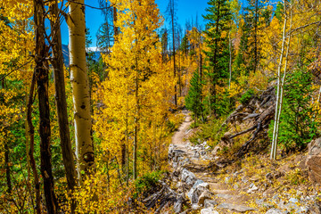 Obraz premium Beautiful Fall Hike in Aspens in Grand Lake, Colorado