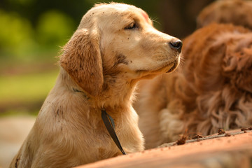 purebred golden retriever dog in park looking something eagerly
