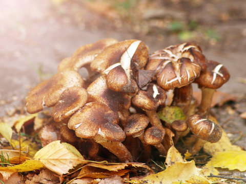Beautiful autumn mushrooms, nature in the forest