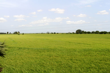 The green ricefield as seen from the train going to Trincomalee