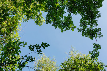 Different green leaves on the tree on sunny day