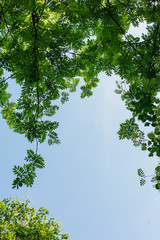 Different green leaves on the tree on sunny day