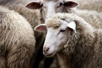 Foto op Canvas Triest snuit schapen vee. Groepswol landbouw weide dier © elenavolf