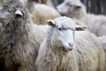 Sad muzzle sheep livestock. Group wool agriculture meadow animal