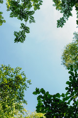 Different green leaves on the tree on sunny day