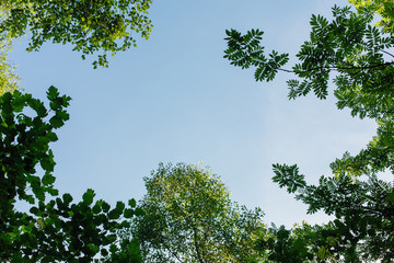 Different green leaves on the tree on sunny day