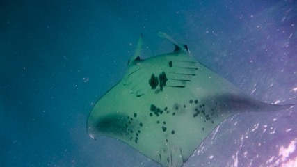 Manta ray in the blue water of the Indian ocean, Maldives.