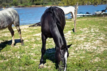 Fotobehang caballo comiendo cesped en el rio parana, Rosario, Argentina © Sergio