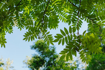 Different green leaves on the tree on sunny day