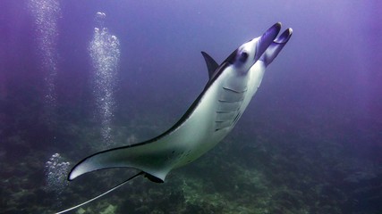 Manta ray flying over the reef, Maldives.