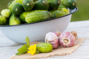 Cucumbers in metal bowl and garlic in garden on sunny day