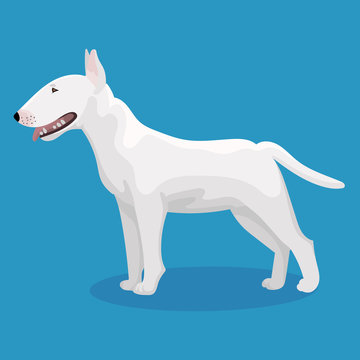 Bull terrier dog