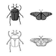 Naklejka premium Isolated object of insect and fly logo. Set of insect and element stock vector illustration.
