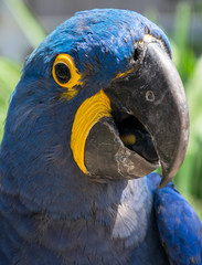 Retrato de un loro azul