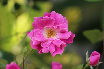 Fototapeta premium Petite rose sauvage