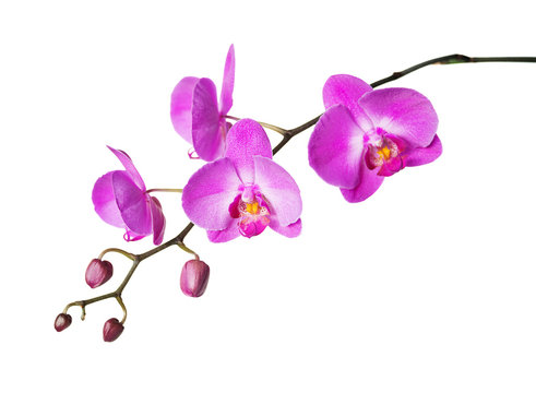 Fototapeta Pink orchid on a white background
