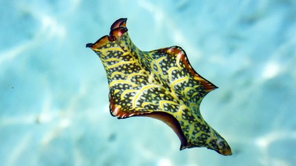 Colorful nudibranch sea slug hovering, spanish dancer, Maldives.