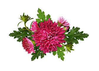 Purple chrysanthemum flowers and buds with green leaves in arrangement