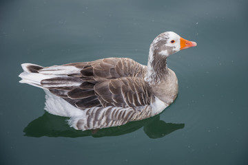Pato en el lago