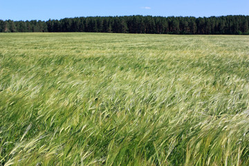 Field of green wheat