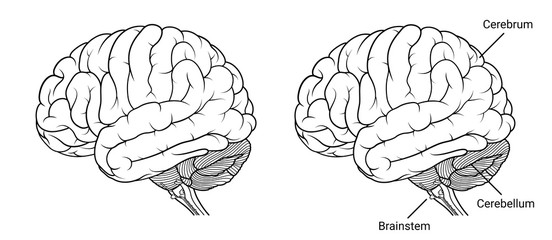 Human brain anatomy Side view outline