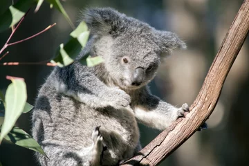 Papier Peint photo Lavable Koala Joey Koala