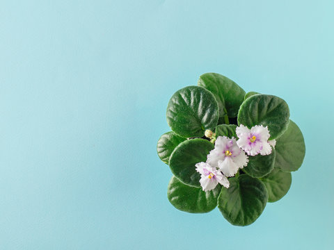 Fototapeta Violet with blooming flowers on a turquoise background. Flat lay. The view from the top. Beautiful flower.